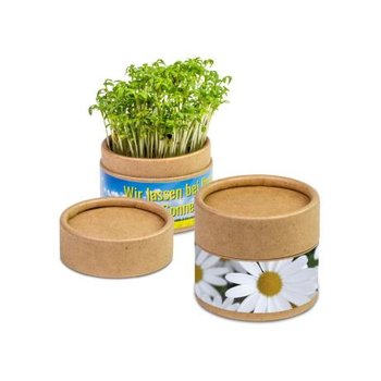 Pflanz-Cup - Margerite
