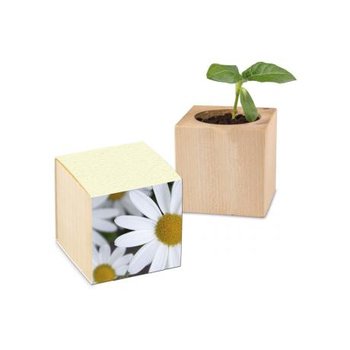 Pflanz-Holz Graspapier - Margerite