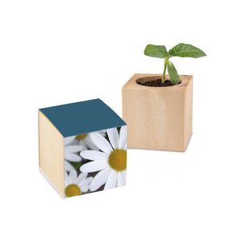 Pflanz-Holz Standardpapier - Margerite