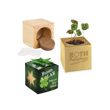 Pflanz-Holz Star-Box Glücksklee - 2 Seiten gelasert  (* Je nach Verfügbarkeit der Glücksklee-Zwiebeln)