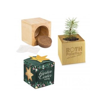 Pflanz-Holz Star-Box Xmas - Fichte, 2 Seiten gelasert