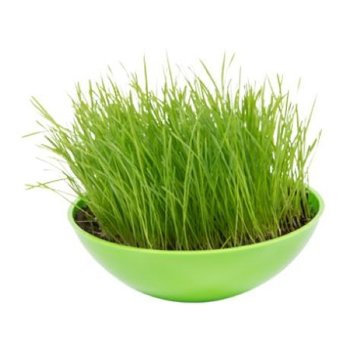 Schaukelschale  gruen
