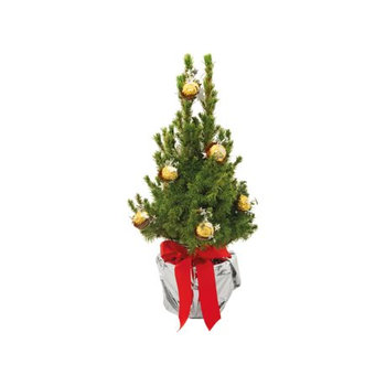 Süßes Rocher-Bäumchen 35-45 cm