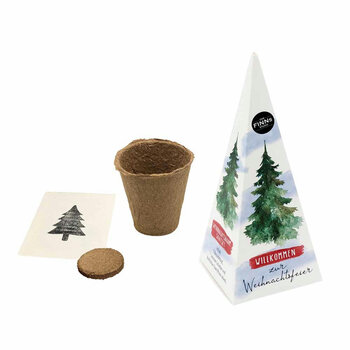 Tannenbaum Pyramide - Samenset - Rotfichte