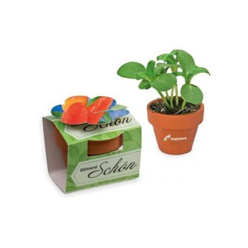 Tontöpfchen-Blume - Gewürzpaprika
