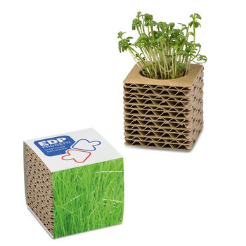 Wellkarton-Pflanzwürfel mit Samen - Gras