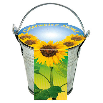 Zinkeimerchen Zwergsonnenblume